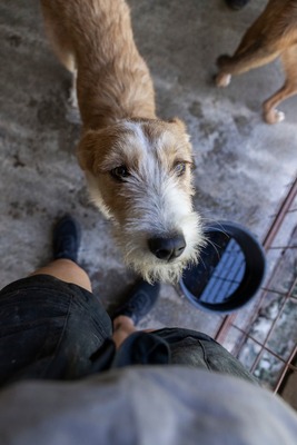 🌸 Kaya – voller Lebensfreude auf der Suche nach ihrem Glück 🐾, Mischling - Hündin