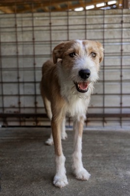 🌸 Kaya – voller Lebensfreude auf der Suche nach ihrem Glück 🐾, Mischling - Hündin