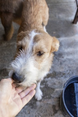🌸 Kaya – voller Lebensfreude auf der Suche nach ihrem Glück 🐾, Mischling - Hündin