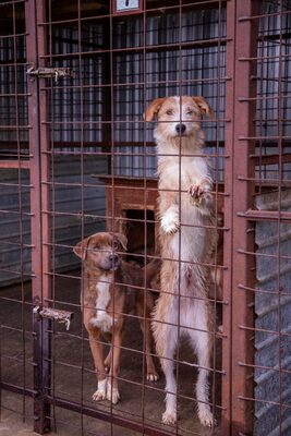 🌸 Kaya – voller Lebensfreude auf der Suche nach ihrem Glück 🐾, Mischling - Hündin
