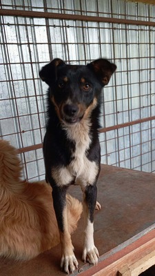 Kaya, vom Straßenrand ins Herz, Mischling - Hündin