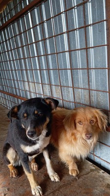 Kaya, vom Straßenrand ins Herz, Mischling - Hündin