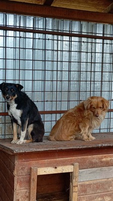 Kaya, vom Straßenrand ins Herz, Mischling - Hündin