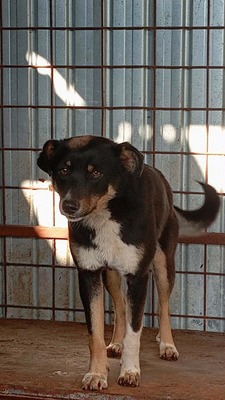 Kaya, vom Straßenrand ins Herz, Mischling - Hündin