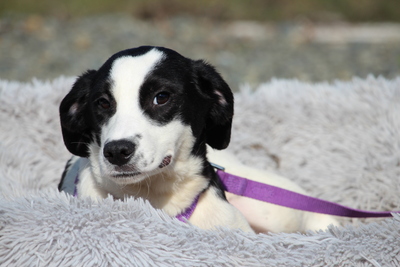 Kayla, Mischling Welpen - Hündin