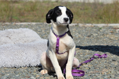 Kayla, Mischling Welpen - Hündin