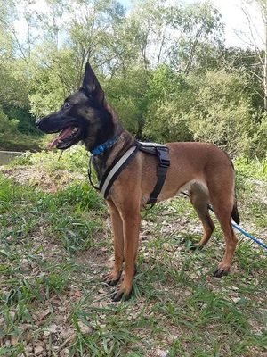 Kayla hübsche Malinois Hündin sucht sportliches Zuhause, Malinois - Hündin