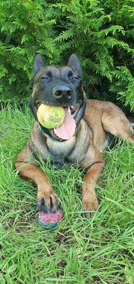 Kayla hübsche Malinois Hündin sucht sportliches Zuhause, Malinois - Hündin