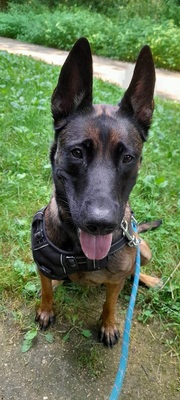 Kayla hübsche Malinois Hündin sucht sportliches Zuhause, Malinois - Hündin