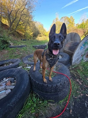 Kayla hübsche Malinois Hündin sucht sportliches Zuhause, Malinois - Hündin