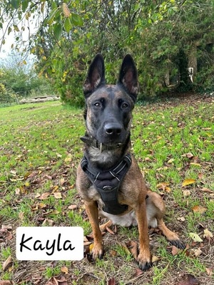 Kayla hübsche Malinois Hündin sucht sportliches Zuhause, Malinois - Hündin