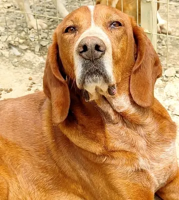 Kayo, Jagdhund-Mischling - Rüde