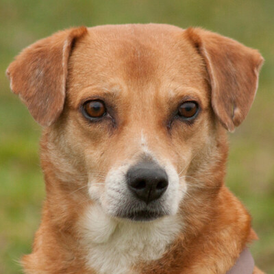 Kazimir, Mischling - Rüde