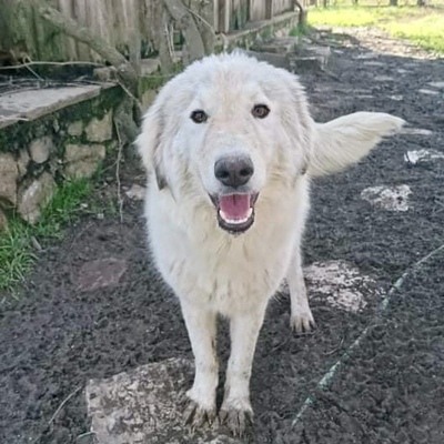 Kea / Reserviert, Griechischer Schäferhund-/Collie-Mischling - Hündin