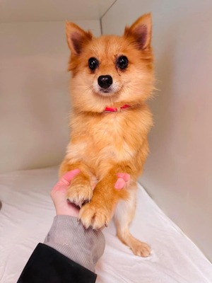 💐 Keala (W), ca. 6 Jahre, ca. 4 kg, Slowakei - vorsichtig, Spitz-Mix - Hündin