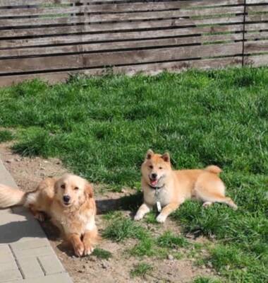 Kebin - freundlich, sozial, Shiba-Inu - Rüde