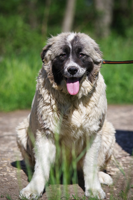 Kefir, kaukasische Schäfermischlingshündin - Hündin