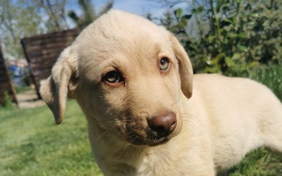 Kefir - sucht sein für-immer-Zuhause, Mischling Welpen - Rüde