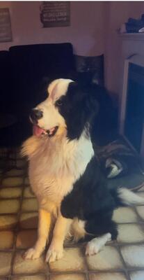 Keks, Landseer Bernersennen - Rüde