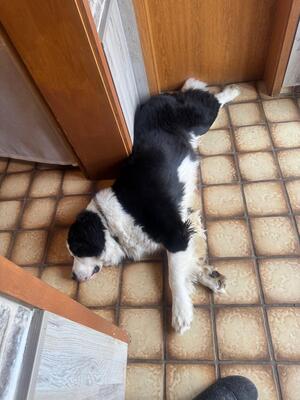 Keks, Landseer Bernersennen - Rüde