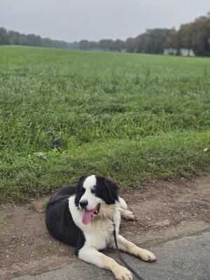 Keks, Landseer Bernersennen - Rüde
