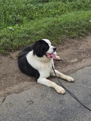 Keks, Landseer Bernersennen - Rüde