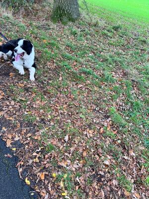 Keks, Landseer Bernersennen - Rüde