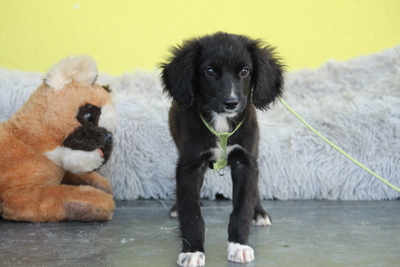 Keks, Mischling Welpen - Rüde