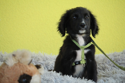 Keks, Mischling Welpen - Rüde