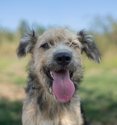 Kelly - R E S E R V I E R T !!!!! verschmust, neugierig, vorsichtig, anhänglich, sehr bewegungsfreudig, Mischling (Video-Link vorhanden) - Hündin