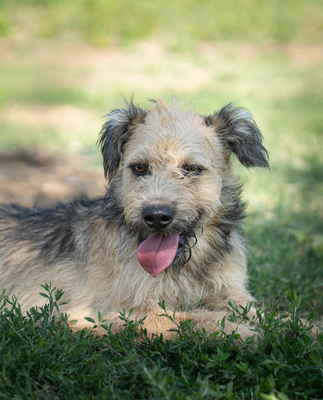 Kelly - R E S E R V I E R T !!!!! verschmust, neugierig, vorsichtig, anhänglich, sehr bewegungsfreudig, Mischling (Video-Link vorhanden) - Hündin
