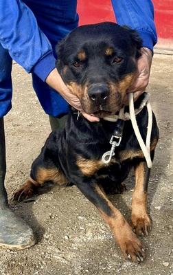 Kelly, Rottweiler - Hündin
