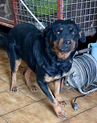 Kelly, Rottweiler - Hündin