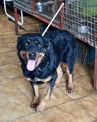 Kelly, Rottweiler - Hündin