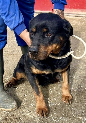 Kelly, Rottweiler - Hündin