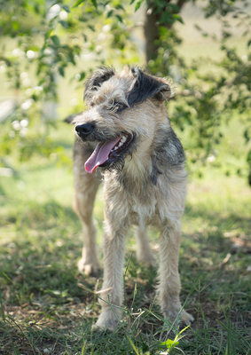 Kelly - verschmust, neugierig, vorsichtig, anhänglich, sehr bewegungsfreudig