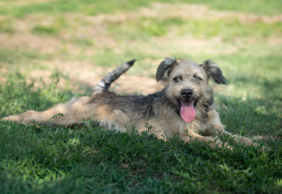 Kelly - verschmust, neugierig, vorsichtig, anhänglich, sehr bewegungsfreudig, Mischling (Video-Link vorhanden) - Hündin