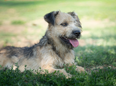 Kelly - verschmust, neugierig, vorsichtig, anhänglich, sehr bewegungsfreudig, Mischling (Video-Link vorhanden) - Hündin