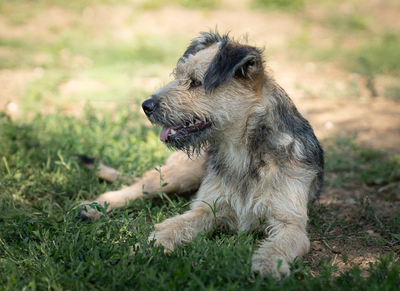 Kelly - verschmust, neugierig, vorsichtig, anhänglich, sehr bewegungsfreudig, Mischling (Video-Link vorhanden) - Hündin