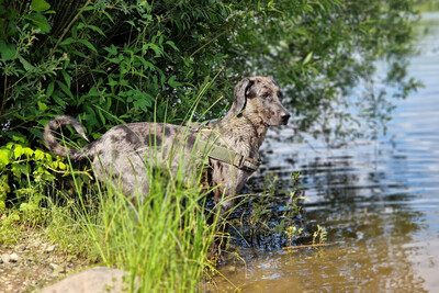 Kenai, Doggen-Mix - Rüde