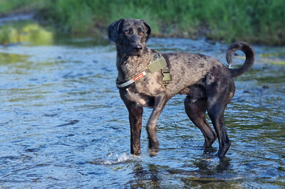 Kenai, Doggen-Mix - Rüde