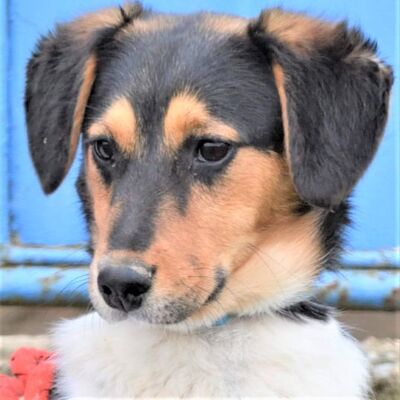 💥💥Kenai freut sich über alles und jeden! 😃😇, Mischling Welpen - Rüde