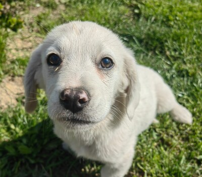 Kender sucht warmes Körbchen..., Dackel-Mischling Welpen - Rüde