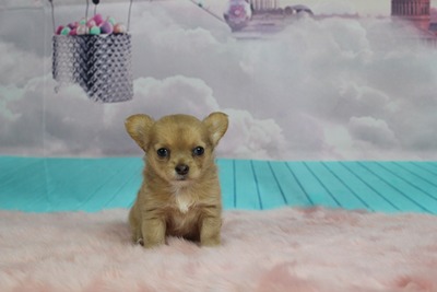 Kendly Paerl, Chihuahua Welpen - Hündin