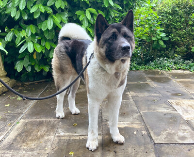 Kendo, Akita Inu - Rüde