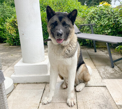 Kendo, Akita Inu - Rüde