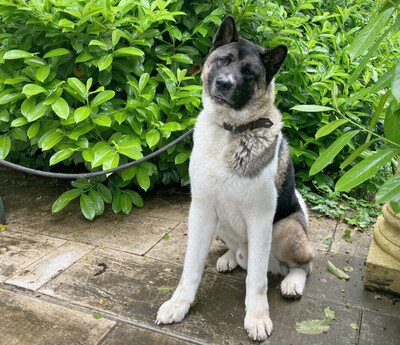 Kendo, Akita Inu - Rüde