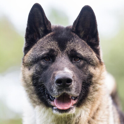 Kendo, Akita Inu - Rüde