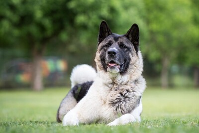 Kendo, Akita Inu - Rüde