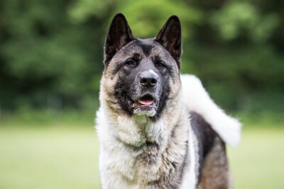 Kendo, Akita Inu - Rüde